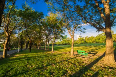 Central park yeşil park tezgah ışık gölge akşam, yaz