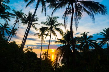 Hindistan cevizi alan deniz günbatımı