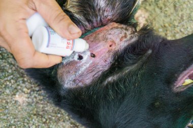 Köpek deri hastalık kangren boyun, tedavi için geçerli bir çare