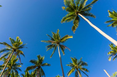 Hindistan cevizi avuç içi mavi gökyüzü arka plan, Koh Tao, Tayland tatil