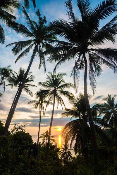 Kokosowy pola na morzu zachód słońca — Zdjęcie stockowe