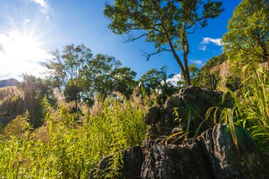 Dağ yeşil manzara renkli orman ile