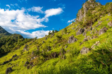 Dağlarda yaz peyzaj. Yeşil orman