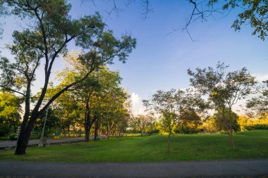 Yeşil ağaçların üzerinde akşam mavi gökyüzü güzel park