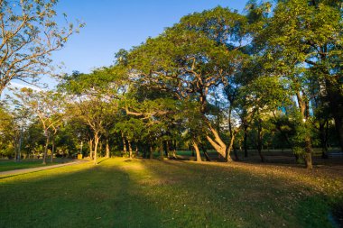 Yeşil ağaçların üzerinde akşam mavi gökyüzü güzel park
