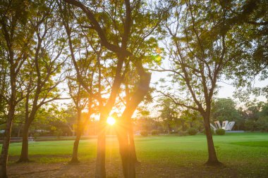 Güzel park ağaçları yeşil çim üzerinde mavi gökyüzü, yeşil yaz par