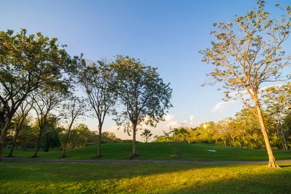 Green trees in beautiful park over blue sky in evening — Stock Photo, Image