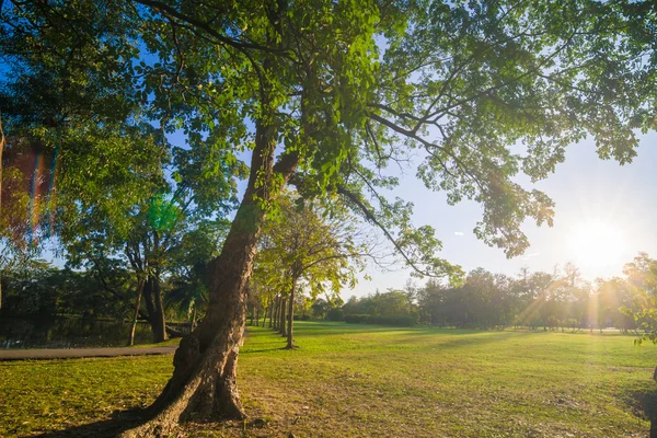 Vacker grön park sommarträdgård med blå himmel. — Stockfoto
