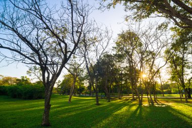Güzel yeşil yaz park Bahçe mavi gökyüzü ile.