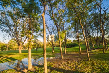 Yeşil ağaçların üzerinde akşam mavi gökyüzü güzel park