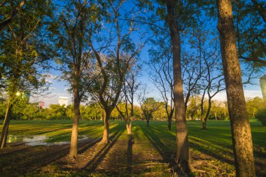 Yeşil ağaçların üzerinde akşam mavi gökyüzü güzel park