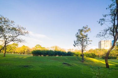 Yeşil ağaçların üzerinde akşam mavi gökyüzü güzel park