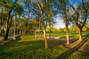 Yeşil ağaçların üzerinde akşam mavi gökyüzü güzel park
