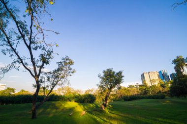 Yeşil ağaçların üzerinde akşam mavi gökyüzü güzel park