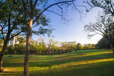 Yeşil ağaçların üzerinde akşam mavi gökyüzü güzel park