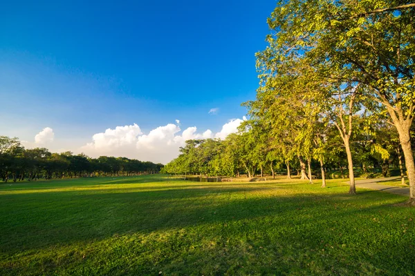 Bellissimo Giardino Verde Del Parco Estivo Con Cielo Blu — Foto Stock