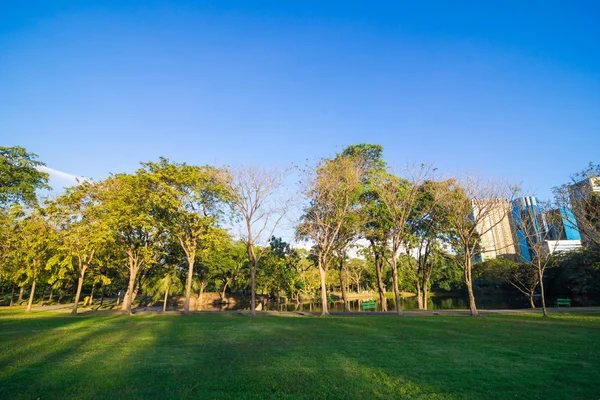 Güzel yeşil yaz park Bahçe mavi gökyüzü ile.