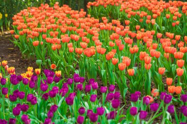 Güzel laleler, renkli lale buketi