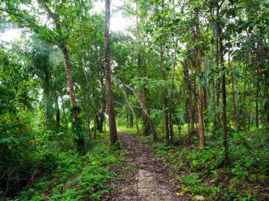 Yeşil ormandaki patika