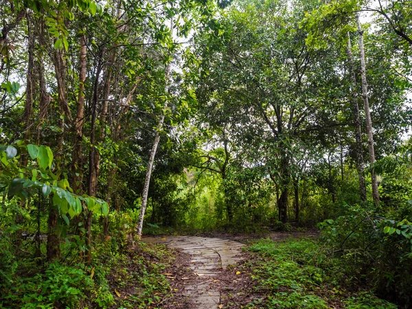 Sentiero nella foresta verde — Foto Stock