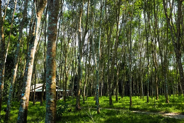 Området för Para gummiträd — Stockfoto