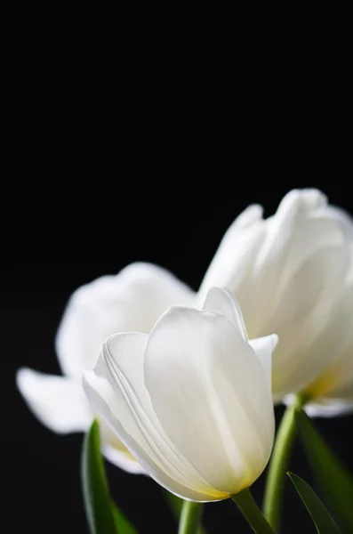 Tulipanes blancos sobre un fondo oscuro. vertical, espacio para texto — Foto de Stock