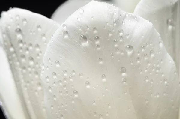 Delicados pétalos de un tulipán blanco con gotas de agua en una ba oscura — Foto de Stock