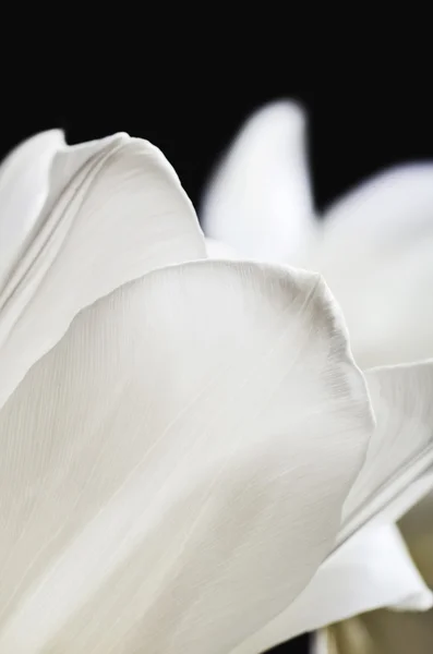 Delicados pétalos de un tulipán blanco sobre un fondo oscuro. vertical — Foto de Stock