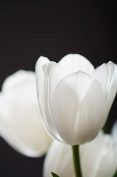 Delicado ramo de tulipanes blancos sobre un fondo oscuro. vertica — Foto de Stock