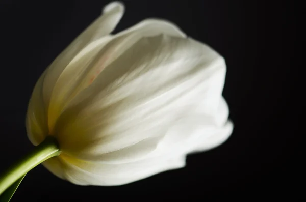 Tulipán blanco sobre fondo negro. horizontal — Foto de Stock