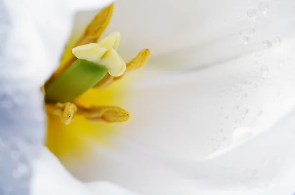 Macro foto pétalos, pestle y estambre de tulipán blanco en una b completa — Foto de Stock