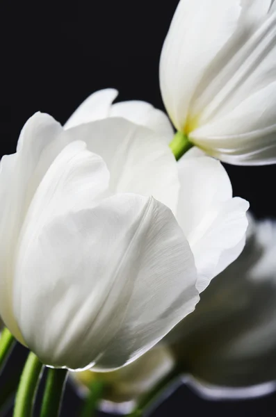 Hermoso tulipán blanco en el ramo sobre un fondo oscuro verti — Foto de Stock