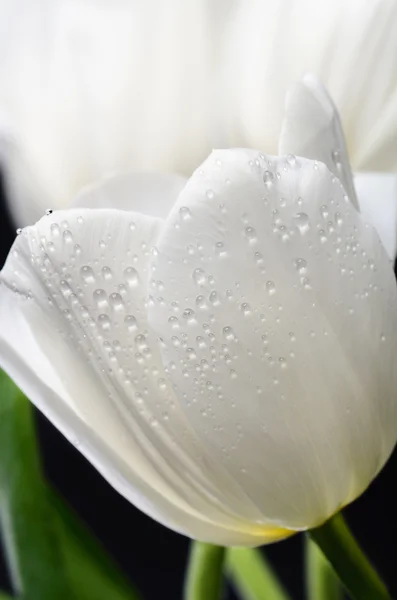 Tulipán blanco con gotas de agua en el ramo sobre un fondo oscuro — Foto de Stock