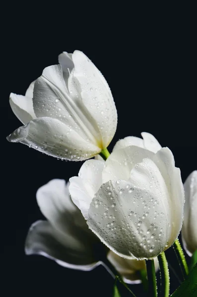 Ramo de imagen teñida de tulipanes blancos con gotas de agua en una oscuridad — Foto de Stock