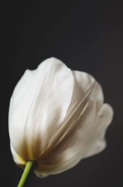 Tulipán blanco sobre un fondo oscuro. horizontal, espacio para t — Foto de Stock