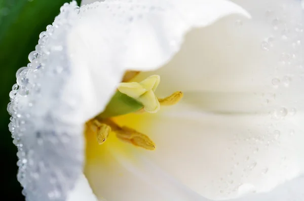 Macro foto cabeza de tulipán blanco sobre un fondo completo horizontal — Foto de Stock