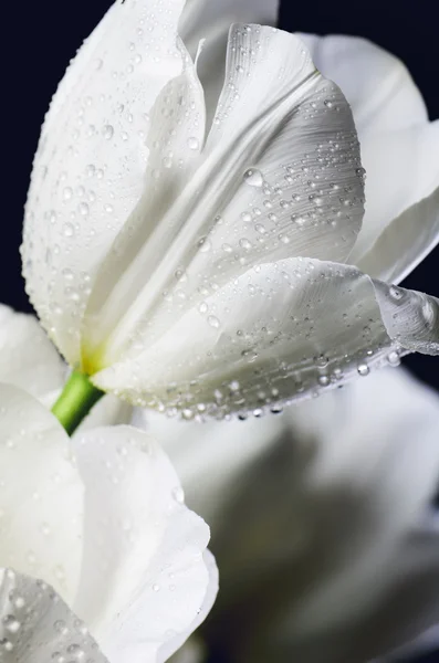 Imagen teñida de cerca tulipanes blancos con gotas de agua en una b oscura — Foto de Stock