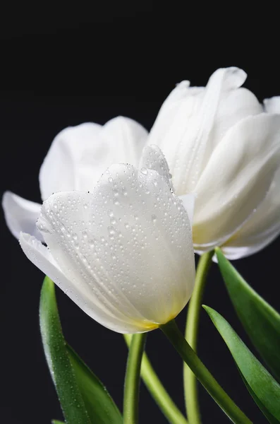 Varios tulipanes blancos con gotas de agua sobre un fondo oscuro verti — Foto de Stock