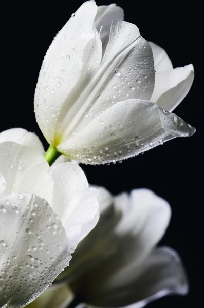 Imagen teñida primer plano ramo de tulipanes blancos con gotas de agua — Foto de Stock