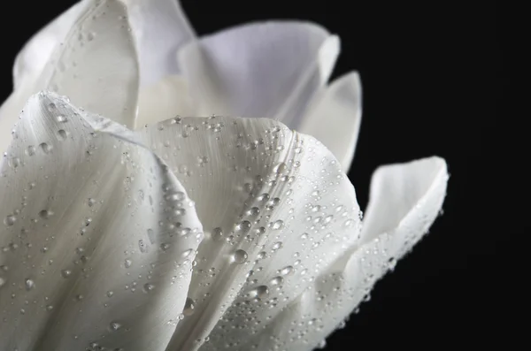Pétalos de tulipán blanco con gotas de agua sobre un fondo oscuro. horizo — Foto de Stock