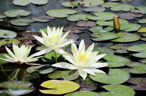 White lotus flowers in the pond — Stock Photo, Image