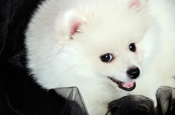 Cãozinho da Pomerânia deitado sobre o pano preto e sorrindo — Fotografia de Stock