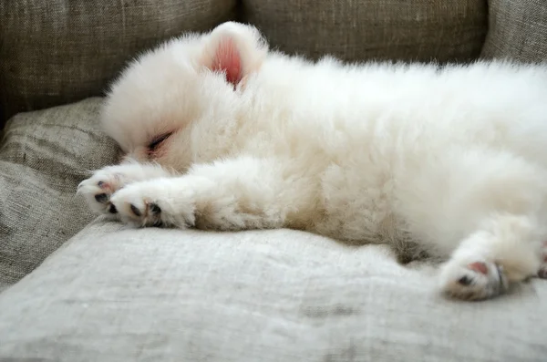 Yatakta uyuyan Pomeranian köpek yavrusu — Stok fotoğraf