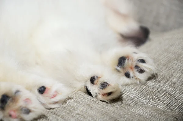 closeup paws sleeping Pomeranian puppy. focus on the paw