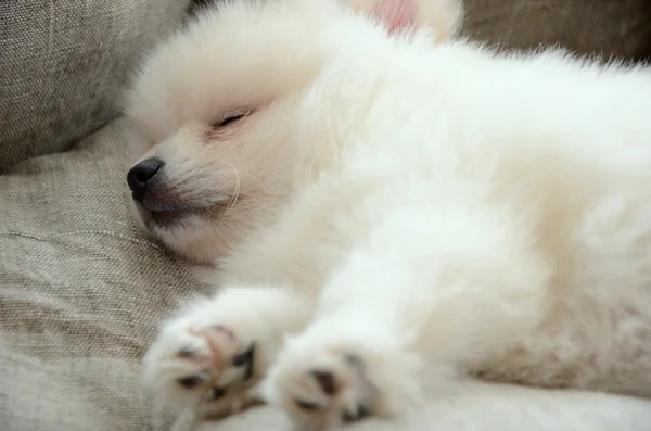 ベッドのクローズ アップで眠っているポメラニアンの子犬 — ストック写真