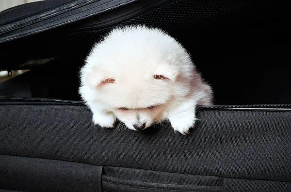 Filhote de cachorro da Pomerânia espreitando de uma mala preta para baixo — Fotografia de Stock