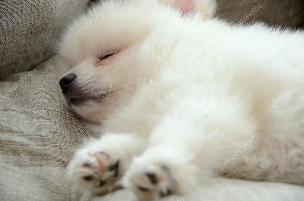 Pomeranian Puppy Sleeping In The Bed Closeup Stock Photo By C Tanya Ru Pomeranian Puppy Sleeping In The Bed Closeup Stock Photo By C Tanya Ru