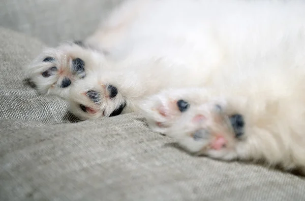 Patas de perto do filhote de cachorro da Pomerânia adormecido — Fotografia de Stock