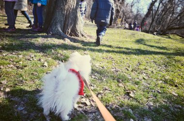 köpek tasmalı ne yazık ki bundan sonra çıkış yapan çocuk görünüyor