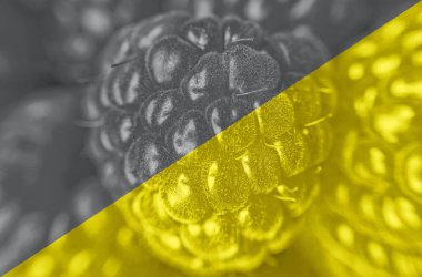 Taze böğürtlen. 2021 yılının renkleri: nihai gri ve aydınlatıcı. Renk konsepti, kopyalama alanı ile modelleme